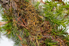 Triphassa stalachtis