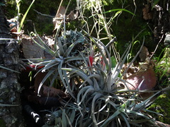Tillandsia erubescens
