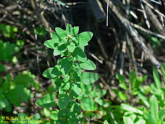 Chenopodium acuminatum virgatum