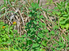 Chenopodium acuminatum virgatum