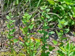 Chenopodium acuminatum virgatum