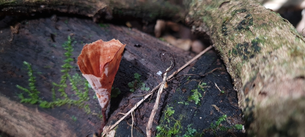 Podoscypha petalodes · February 2025 · photo: © andrew_poad (iNaturalist, cc-by)