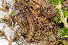 Triphassa stalachtis