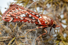 Triphassa stalachtis