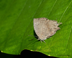 Surendra quercetorum