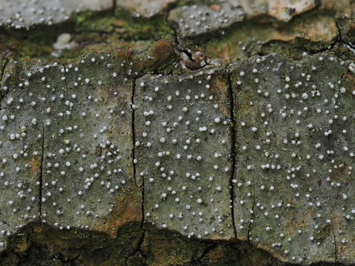 Pilze & Flechten