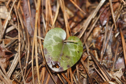 Image of Asarum sorriei by (c) Alex Karasoulos, some rights reserved (CC BY)