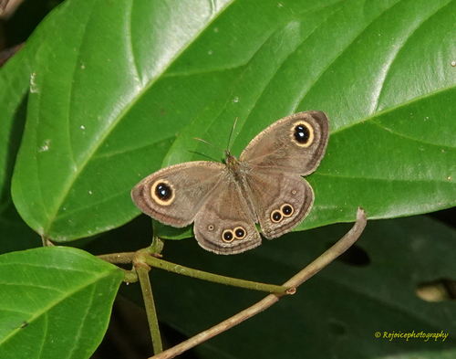 Common Four-ring