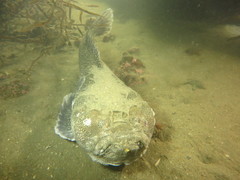 Genyagnus monopterygius