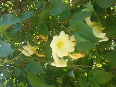 Amphilophium crucigerum