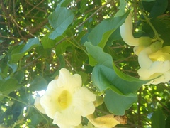 Amphilophium crucigerum