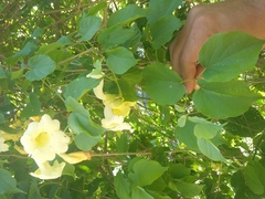 Amphilophium crucigerum