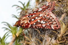 Triphassa stalachtis