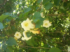 Amphilophium crucigerum