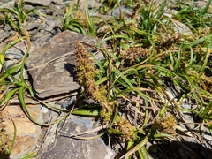 Carex satsumensis