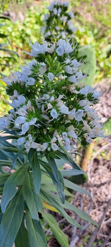 Echium giganteum, photograph 4
