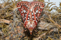 Triphassa stalachtis