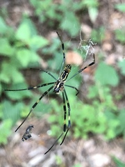 Trichonephila clavata