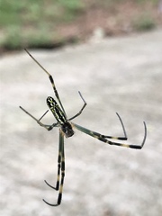 Trichonephila clavata
