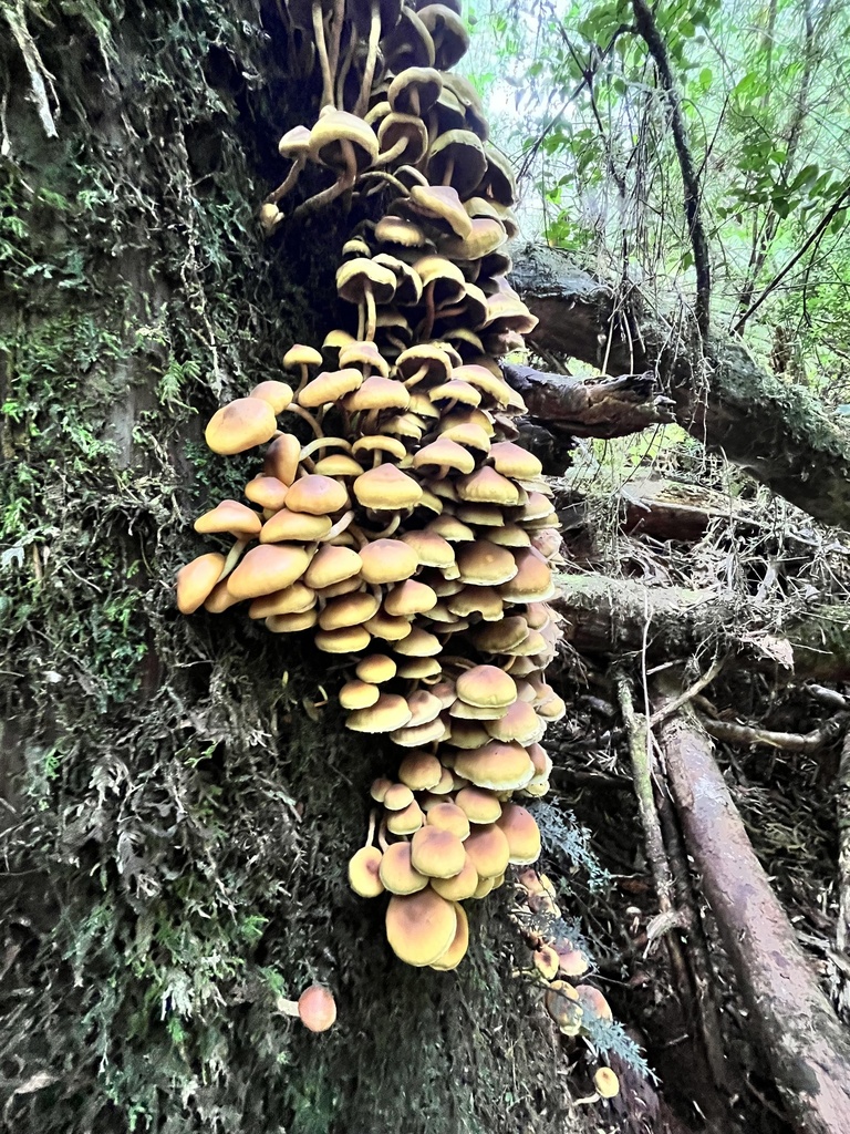 Hypholoma frowardii · February 2025 · photo: © sur_endemico (iNaturalist, cc-by-nc)