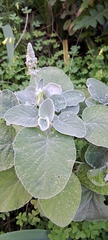 Sideritis cretica, photograph author not stated, no rights reserved