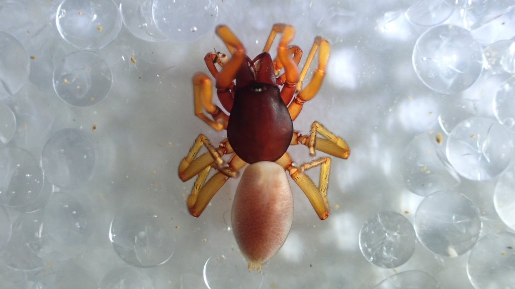 Dysdera lusitanica