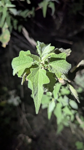 Foto de Cacahuaxochitl