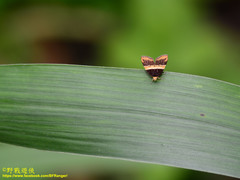 Choreutis basalis