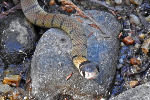Eastern Brown Snake sighting