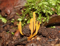Clavulinopsis amoena