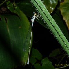 Aciagrion