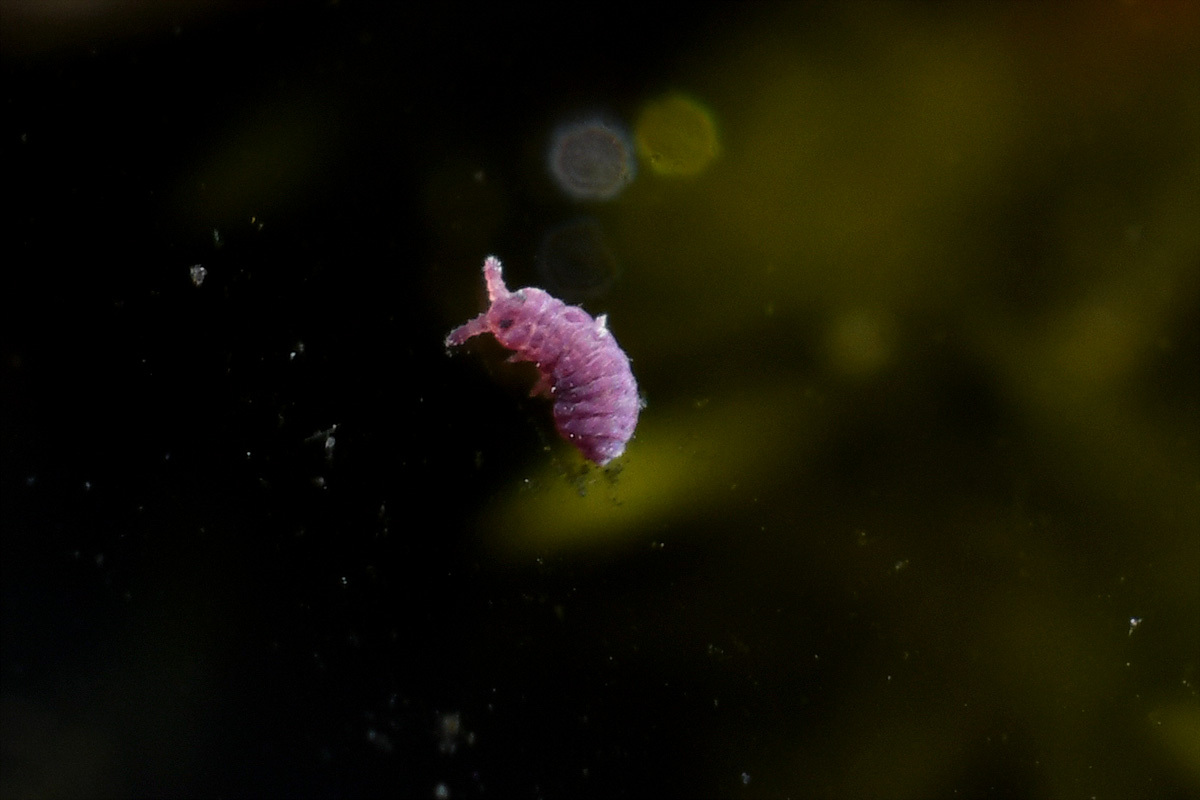 Brachystomella parvula (Schäffer, 1896)