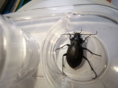 Carabus convexus