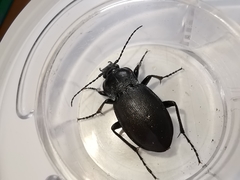 Carabus convexus