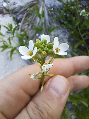 Image of Cakile lanceolata by no rights reserved