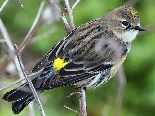 Yellow-rumped Warbler photographed in Florida
