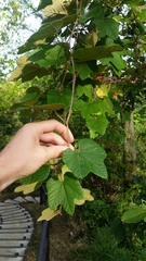Vitis ficifolia