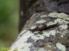 Helicarionidae