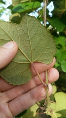 Vitis ficifolia