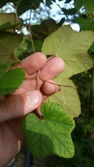 Vitis ficifolia