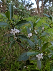 Myoporum petiolatum