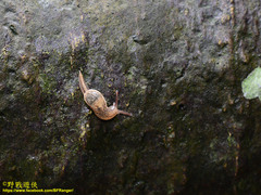 Helicarionoidea
