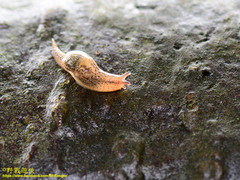 Helicarionoidea