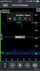 Hipposideros larvatus