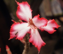 Adenium multiflorum