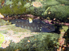 Ruanoho decemdigitatus