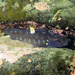 Longfinned Triplefin - Photo (c) sarahmilicich, some rights reserved (CC BY-NC), uploaded by sarahmilicich