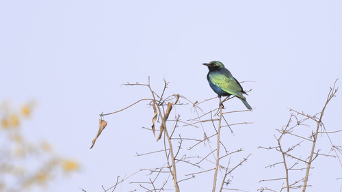Lesser Blue-eared Starling