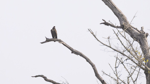 Hooded Vulture