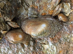 Barbatia